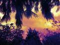 Overhanging trees