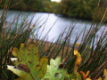 Leaves and pond