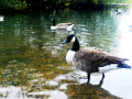 Goose on the pond