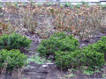 Planting