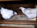 Chickens in coop