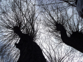 Trees from below