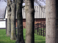 Line of trees