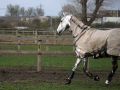 Horse in coat cantering