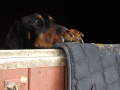 Dog at stable door