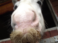 Horse’s nose