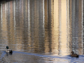 Ducks with reflections