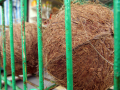 Coconuts