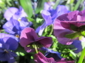 Close-up of flowers