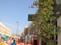 Plants with market in background