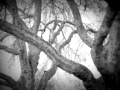 Tree branches