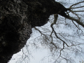 Looking up at tree trunk