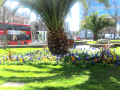 Green area outside with flowers in the sunshine 