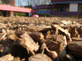 Wood chips on ground