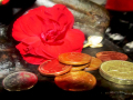 Rose lying on some money