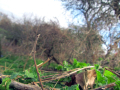 Vegetation	