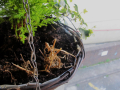 Hanging plant pot
