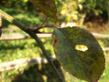 Close up of a leaf