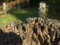 Close up of wooden fence