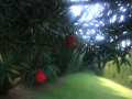   Close up of red berries 