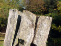 Wooden fence 