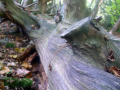 Chopped down tree