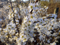 Blossom
