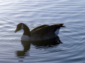duck on water 