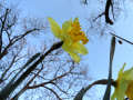 Daffodils