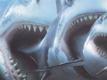 sharks on a poster