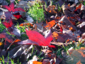 Beautiful leaves on the ground