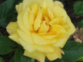 yellow rose