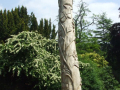 tree sculpture