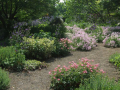 colourful flowers in the park