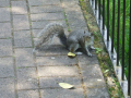a squirrel running around