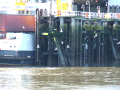 Birds flocking around ferry