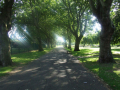 park main path with sun shining through trees