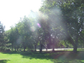 trees