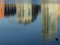 reflection in the water