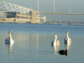 swans