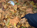 leaves