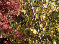 autumn leaves - red, yellow, green