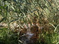 pond behind bushes
