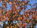 blue sky through red leaves