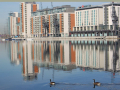 docklands water with swans and boats