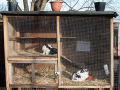 rabbits