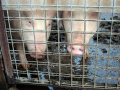 pigs