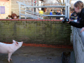pig in a pen