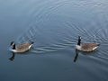 ducks