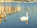 swans